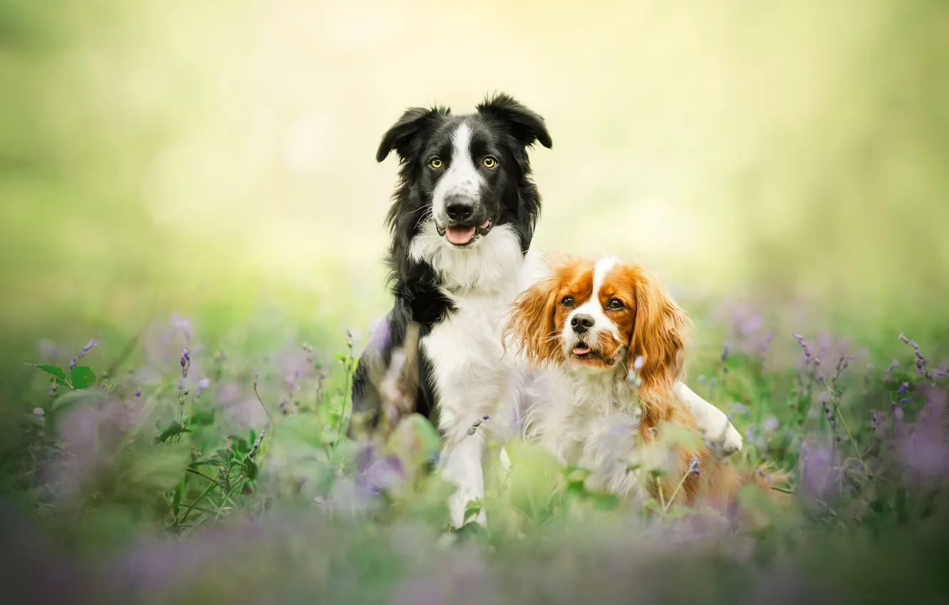 Фото обои парочка, боке, две собаки, Бордер-колли, Кавалер-кинг-чарльз-спаниель