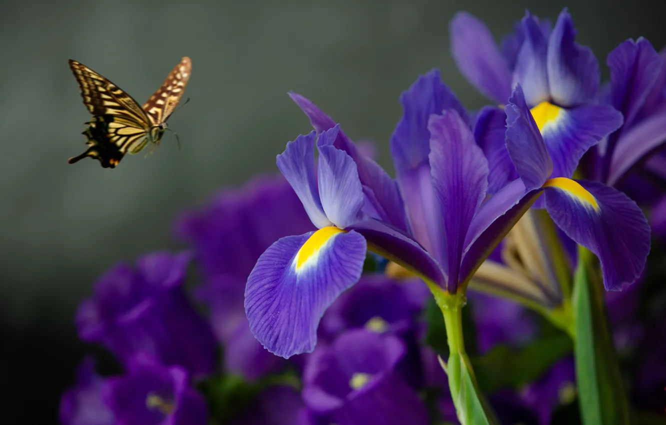 Фото обои бабочка, ирисы, боке