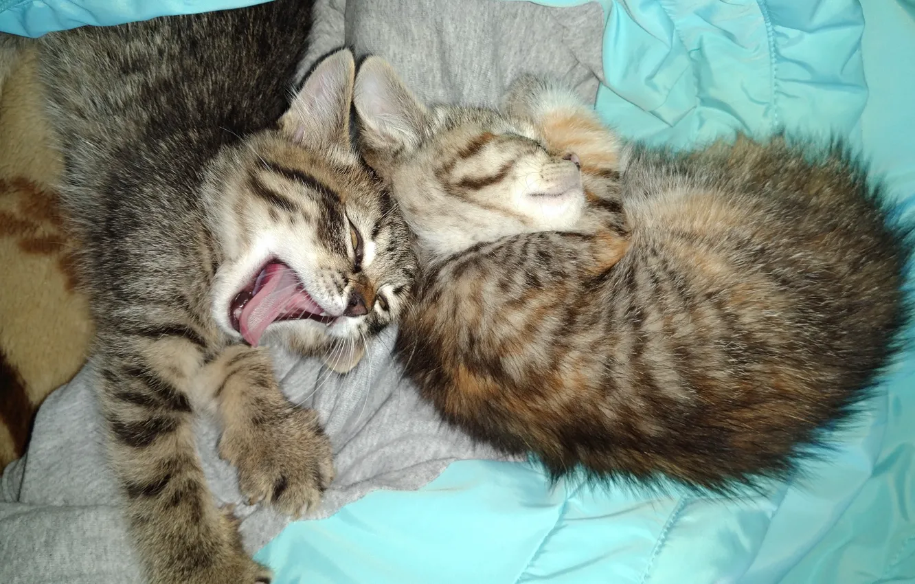 Фото обои кошка, кот, котята, зевает, спят, ©, meduzanol ©