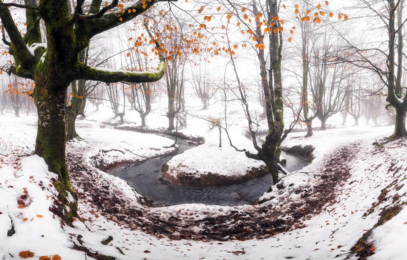 Фото обои лес, снег, река