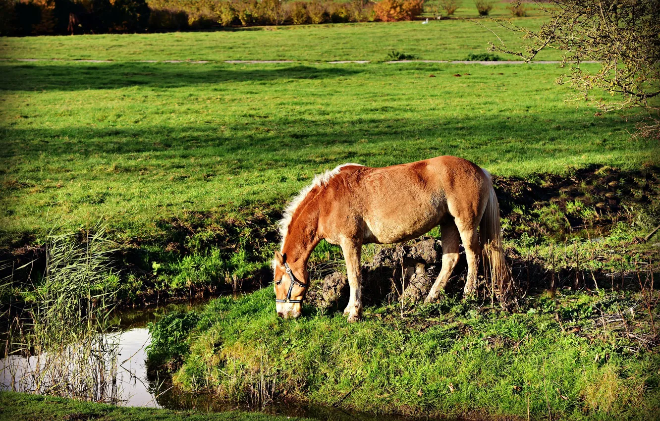 Фото обои трава, лошадь, луг, водоем
