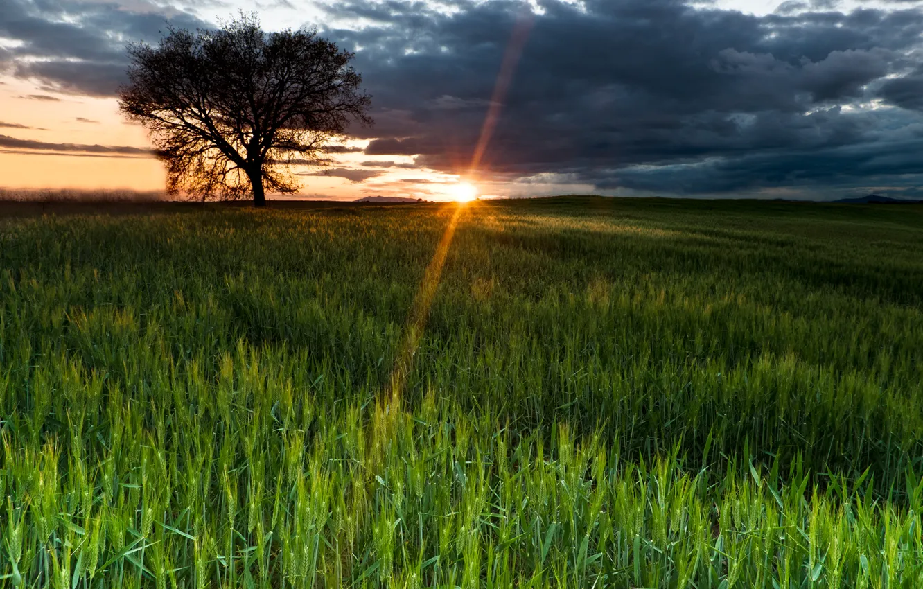 Фото обои поле, небо, солнце, лучи, природа, дерево