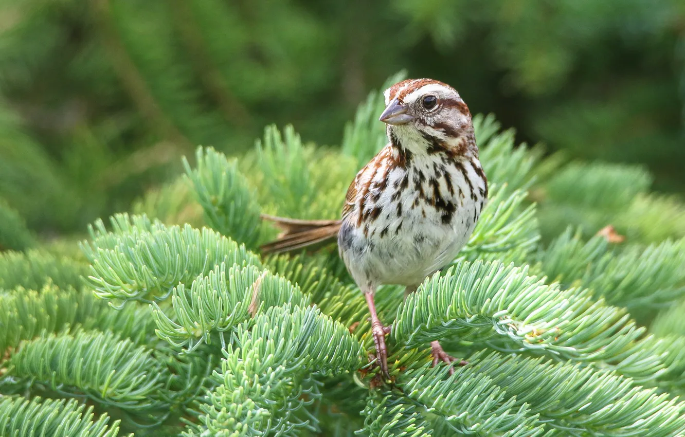 Фото обои ветки, птица, ель