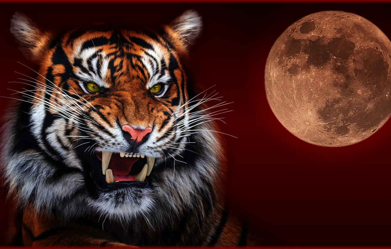 Фото обои ночь, тигр, луна