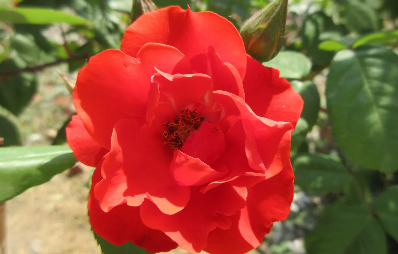 Фото обои Природа, Роза, Цветок, Солнечно, Красная роза, Meduzanol ©, Лето 2018