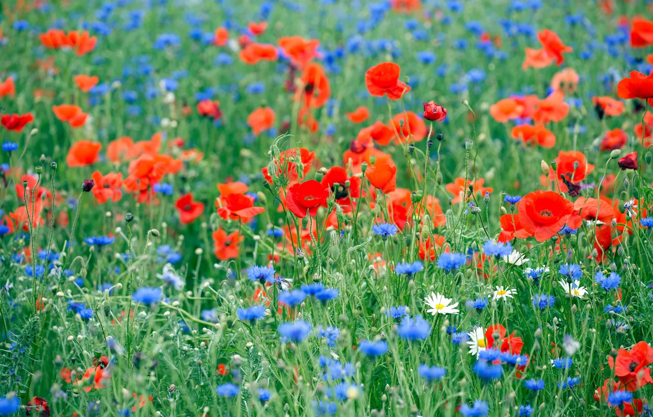 Фото обои лето, цветы, маки, ромашки, луг, голубые, красные, полевые