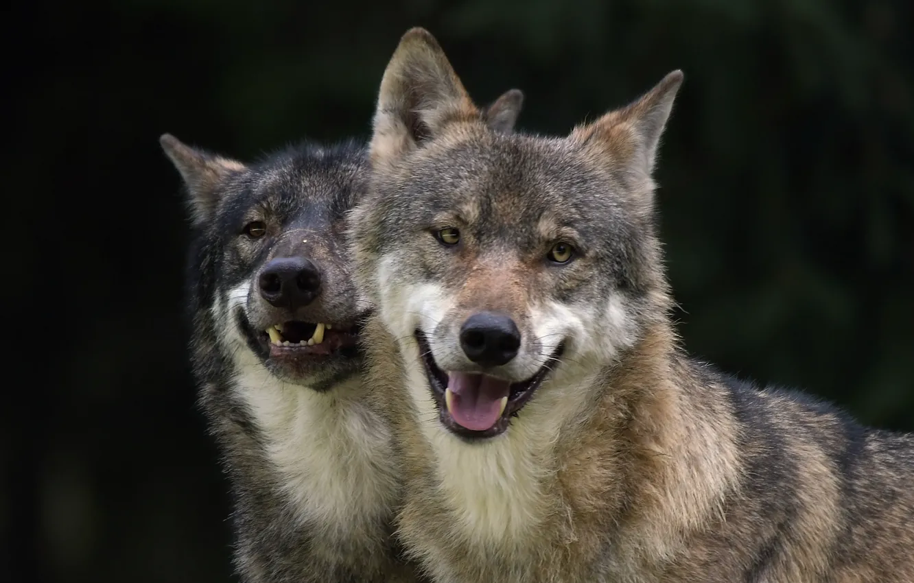 Фото обои взгляд, хищники, волки