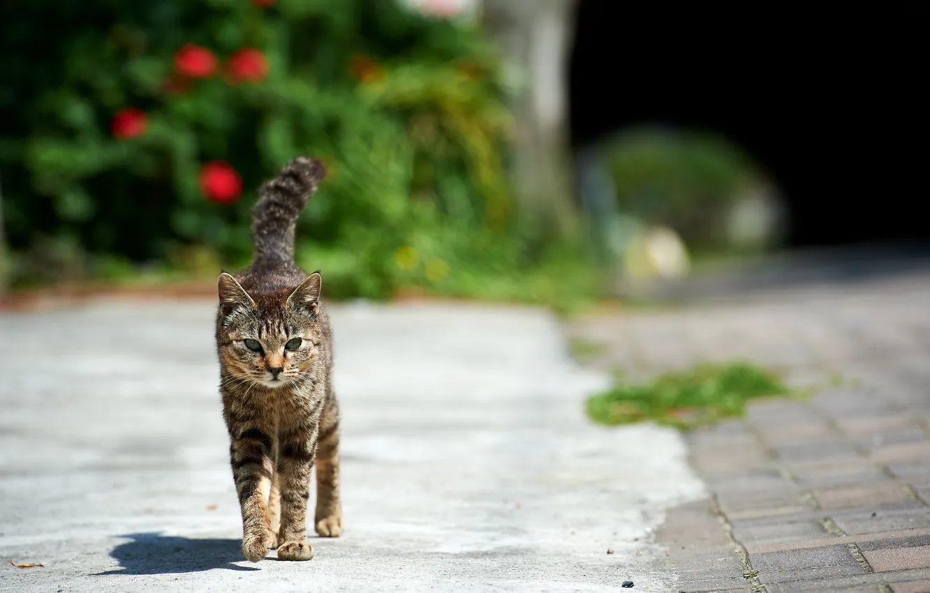 Фото обои кошка, улица, прогулка