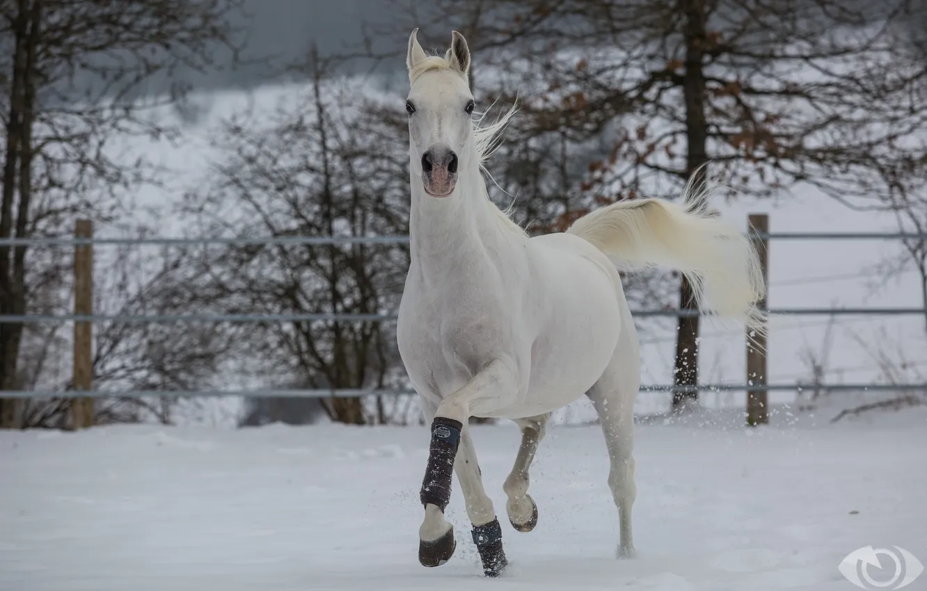 Фото обои конь, лошадь, бег, грация, (с) OliverSeitz