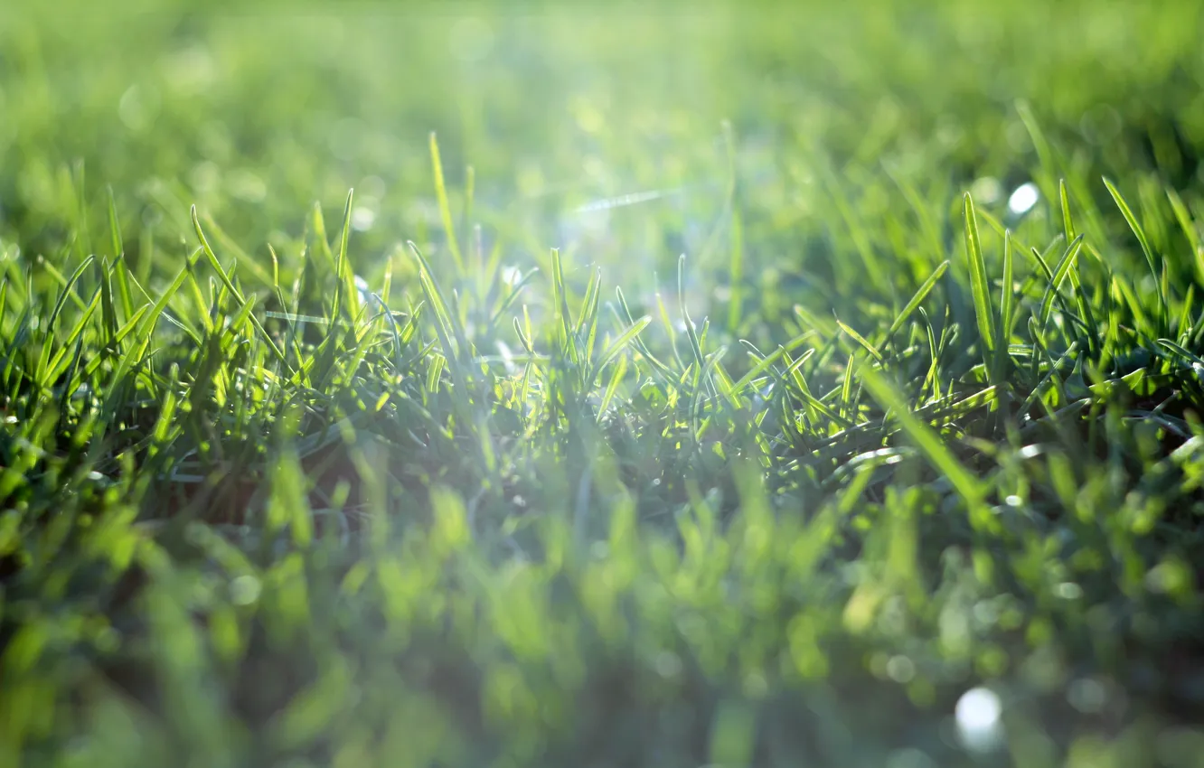 Фото обои поле, лето, трава, солнце, зеленая