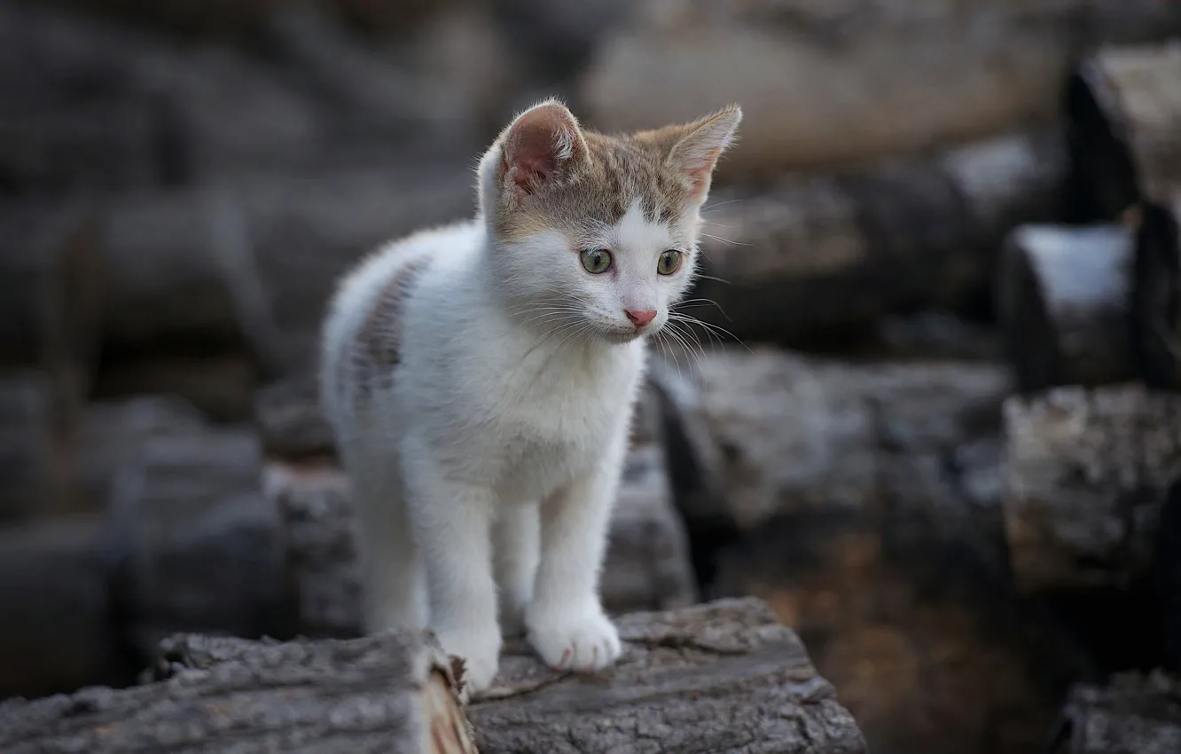 Фото обои котенок, бревна, дрова