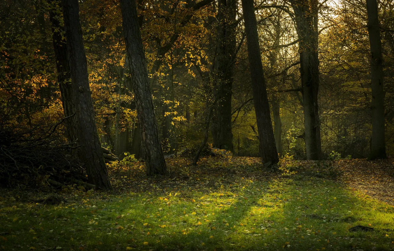 Фото обои лес, деревья, луг
