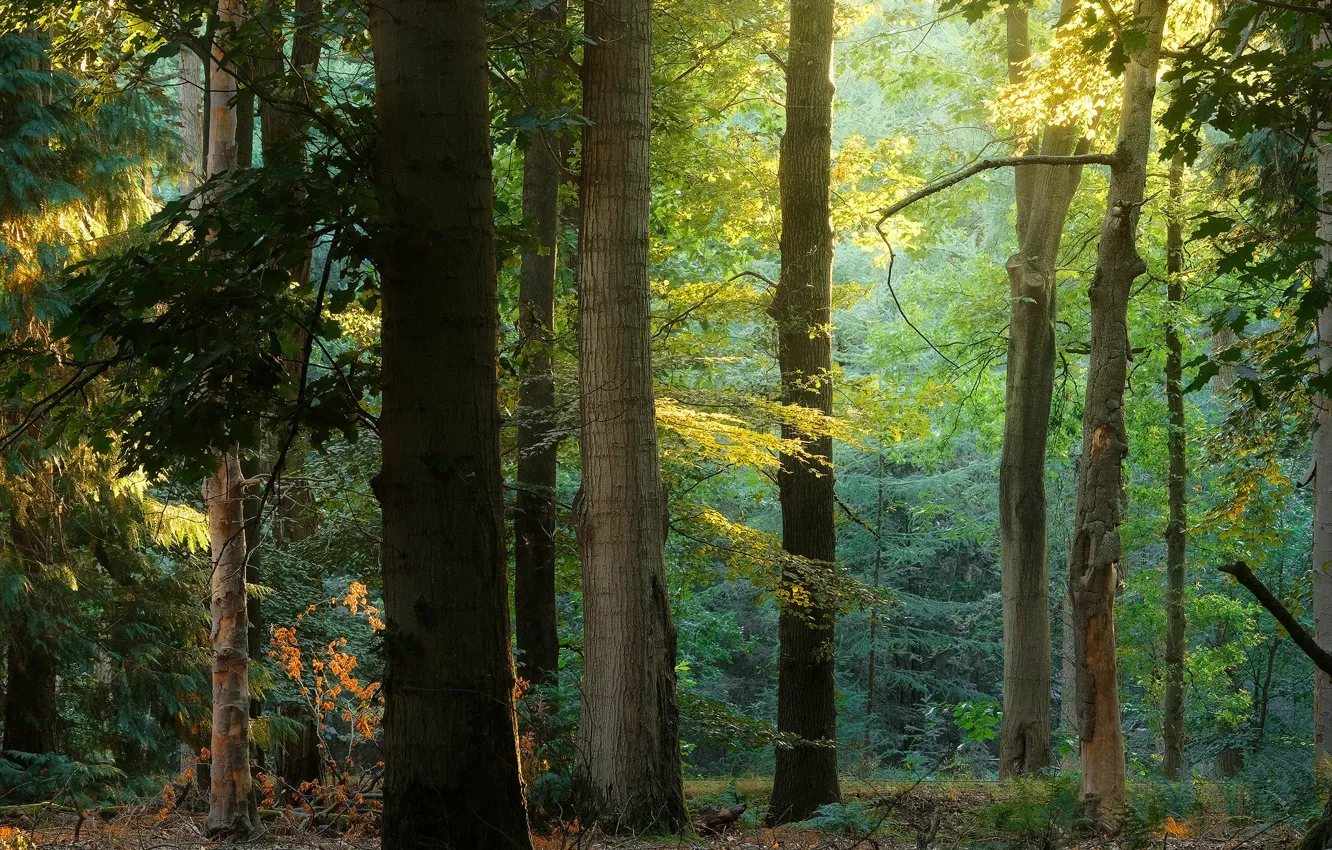 Фото обои осень, лес, свет, деревья, ветки, заросли, листва