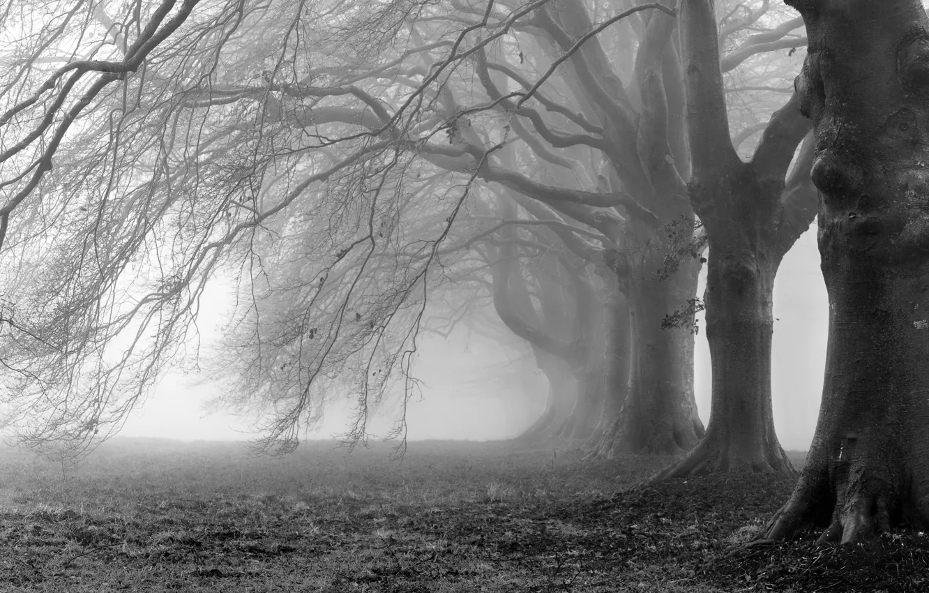 Фото обои деревья, ветки, туман, фото, фон, ветви, обои, белое