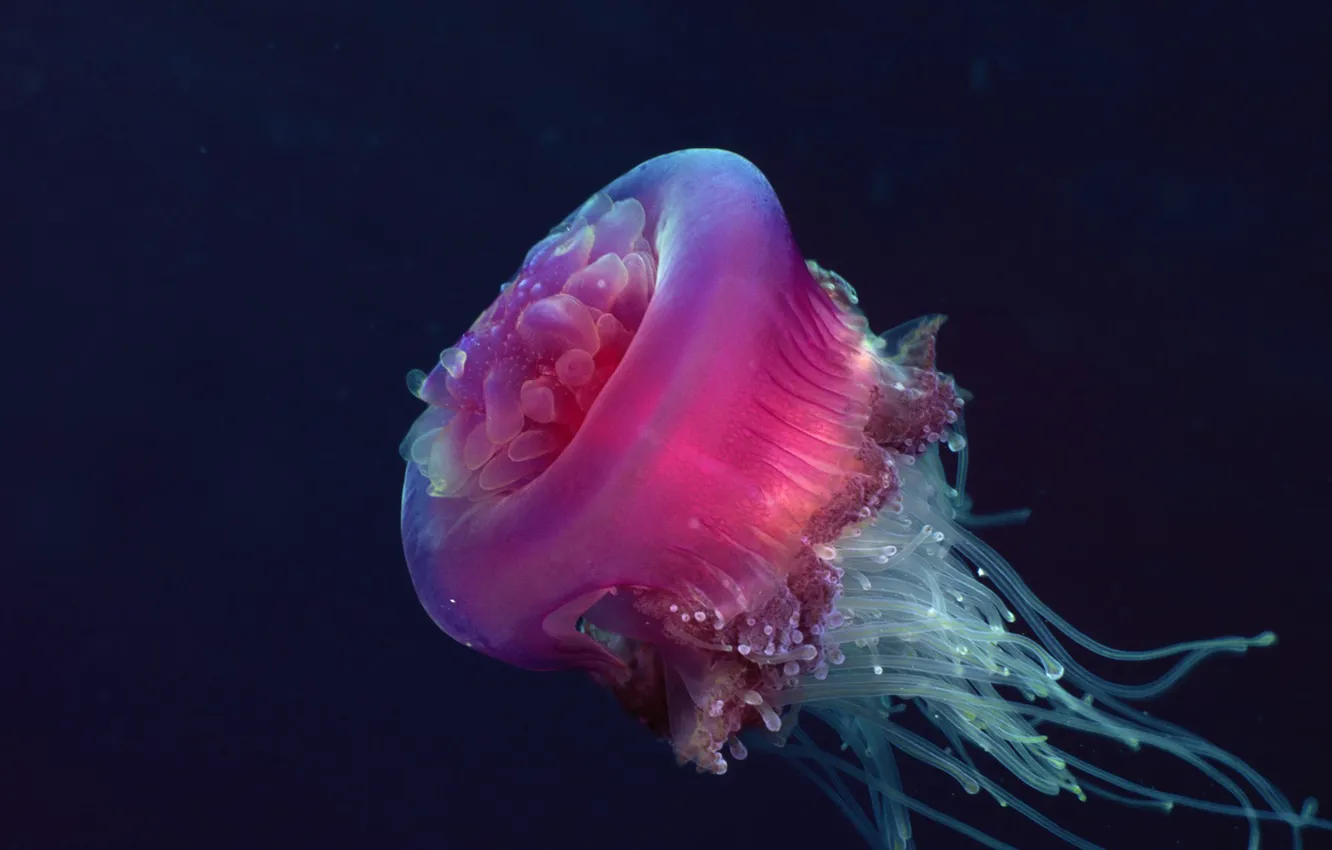 Фото обои Jellyfish, nature, water, animal, fish, jelly