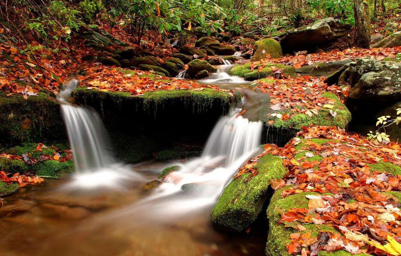 Фото обои осень, листья, вода, ручей, Камни