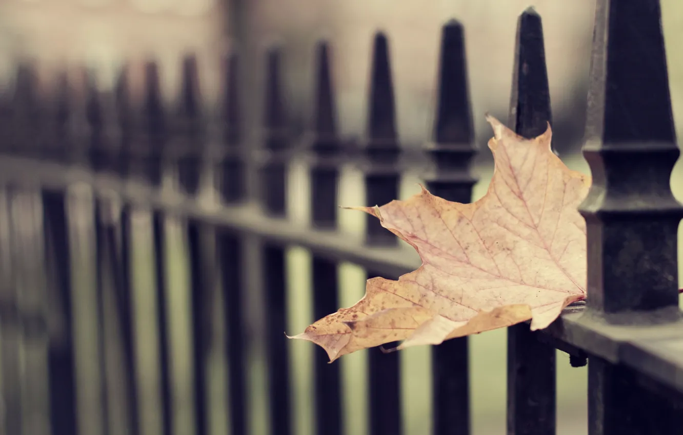 Фото обои холод, грусть, осень, листья, одиночество, настроение, печаль, тоска