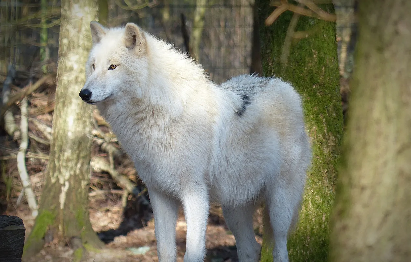 Фото обои nature, snow, predator, face, animal, wolf, wildlife, portrait