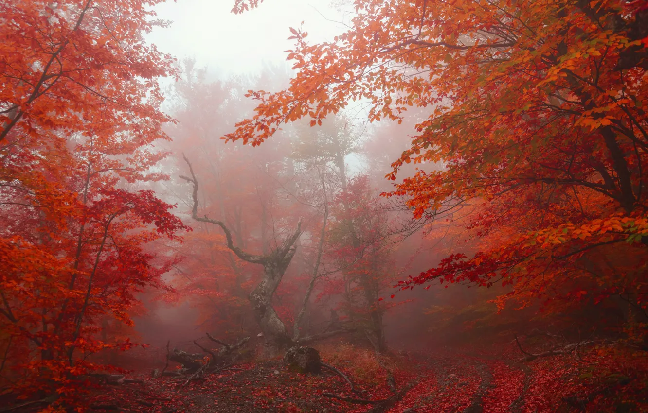 Фото обои осень, лес, листья, деревья, туман, парк, red, forest