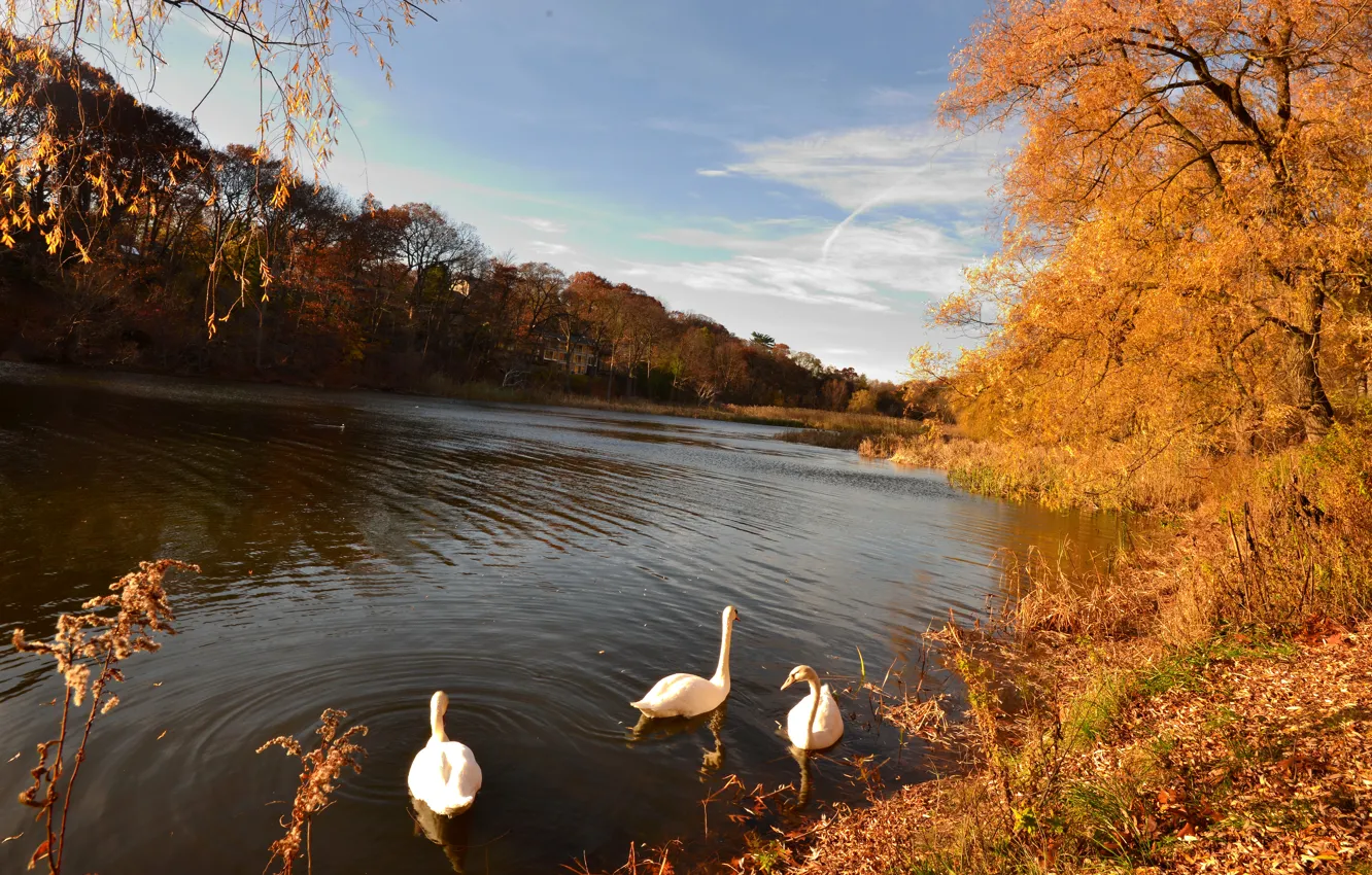 Фото обои осень, лес, листья, деревья, озеро, желтые, лебеди, золотая