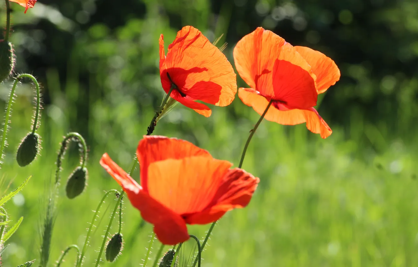 Фото обои red, poppy, blooming