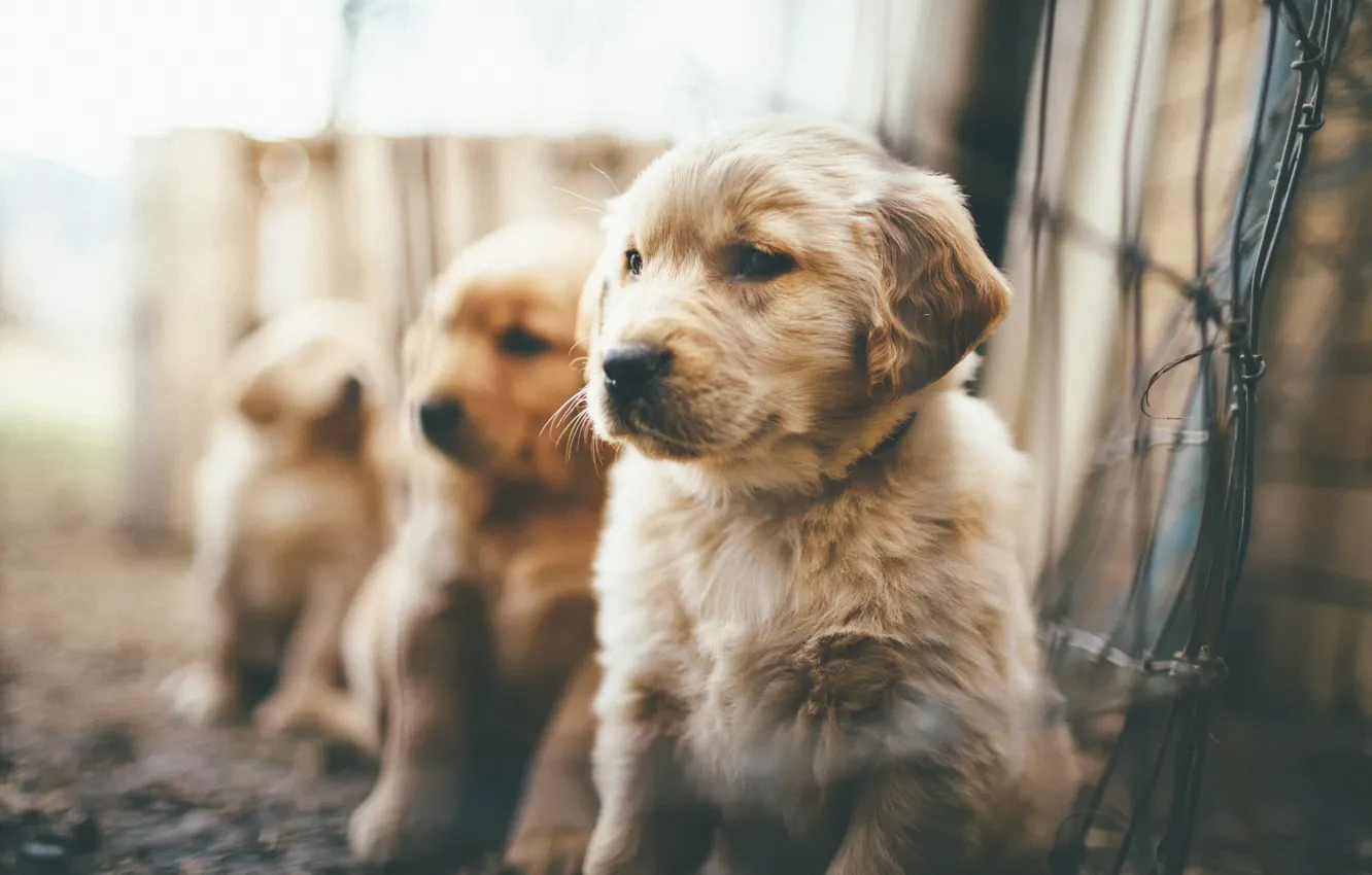 Фото обои щенки, пушистые, боке, Puppies
