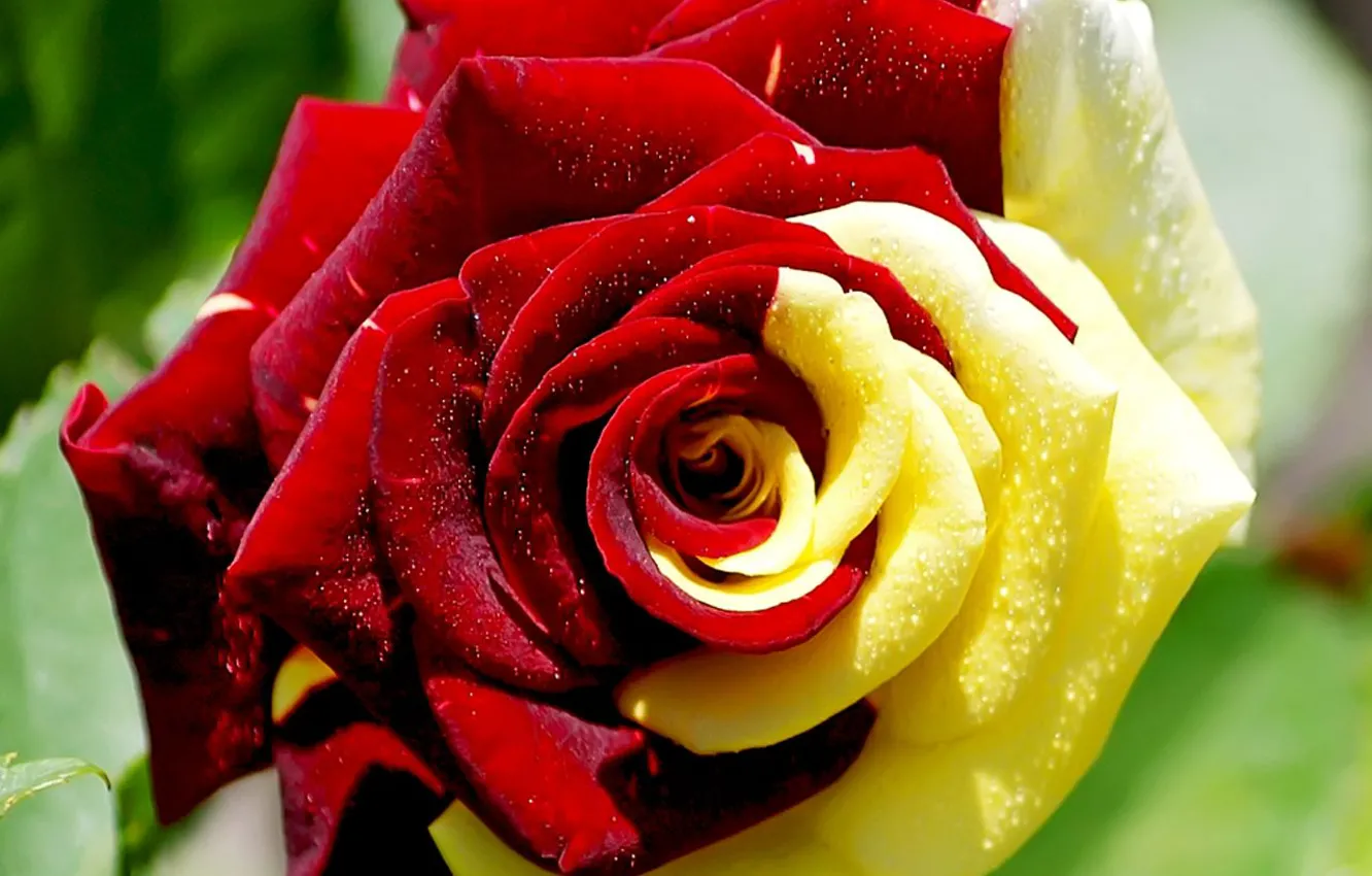 Фото обои роза, бутон, двухцветная