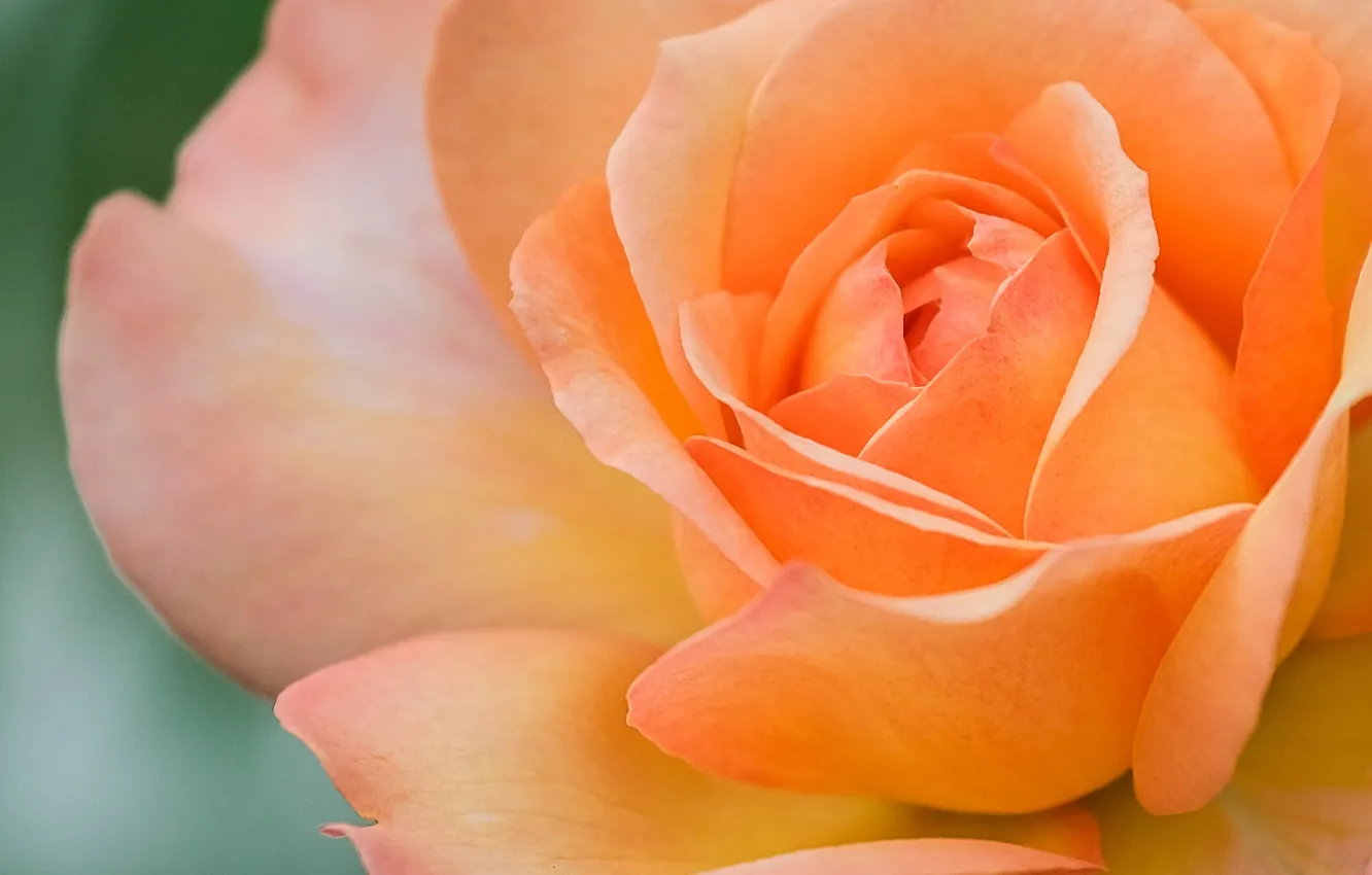 Фото обои макро, крупный план, роза, оранжевая, лепестки