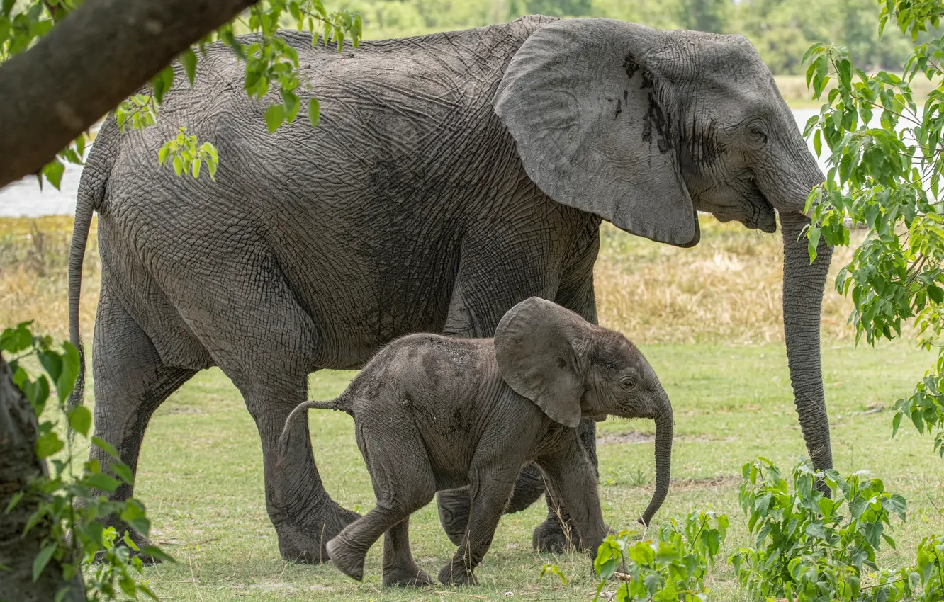 Фото обои природа, листва, слон, малыш, пара, слоны, два, слониха