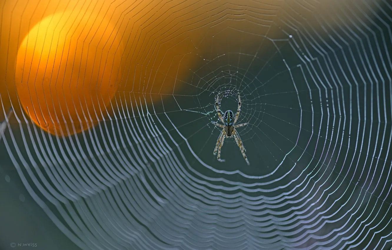 Фото обои spider, focus, spider web, knit