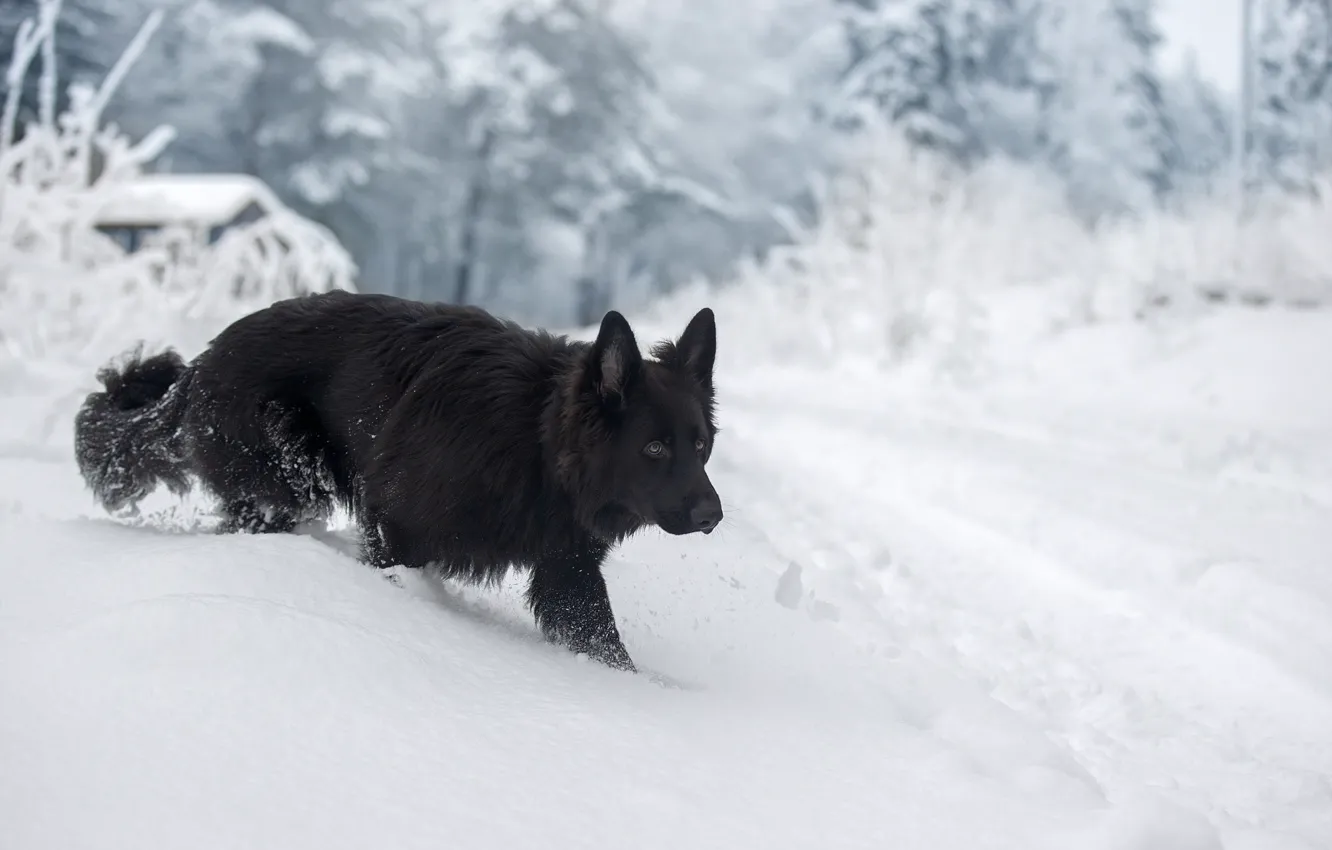 Фото обои зима, снег, собака, Немецкая овчарка, Светлана Писарева