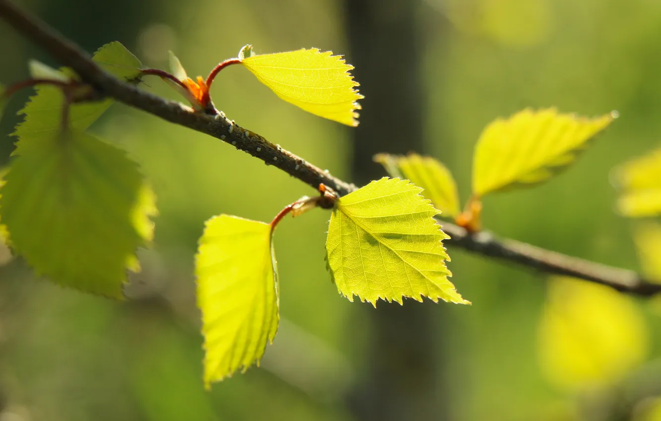Фото обои leafs, spring, twig