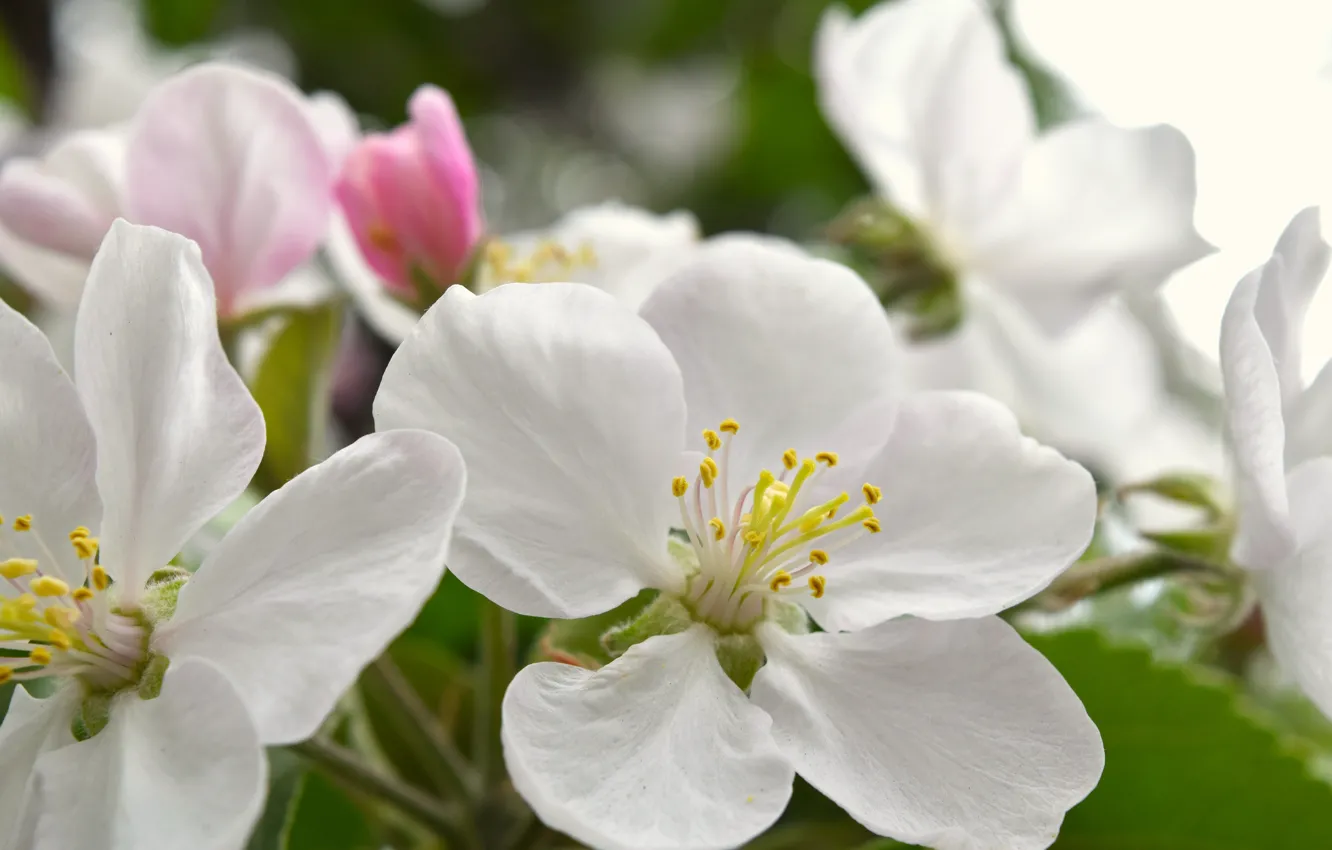 Фото обои макро, цветы, весна, белые, яблоня