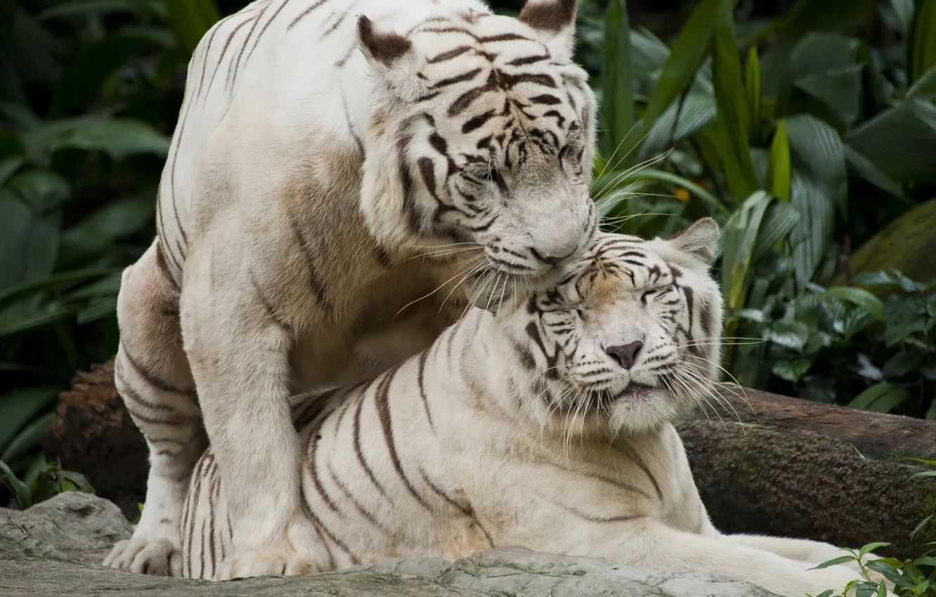 Фото обои animals, nature, white tigers, white and brown tiger plush toy