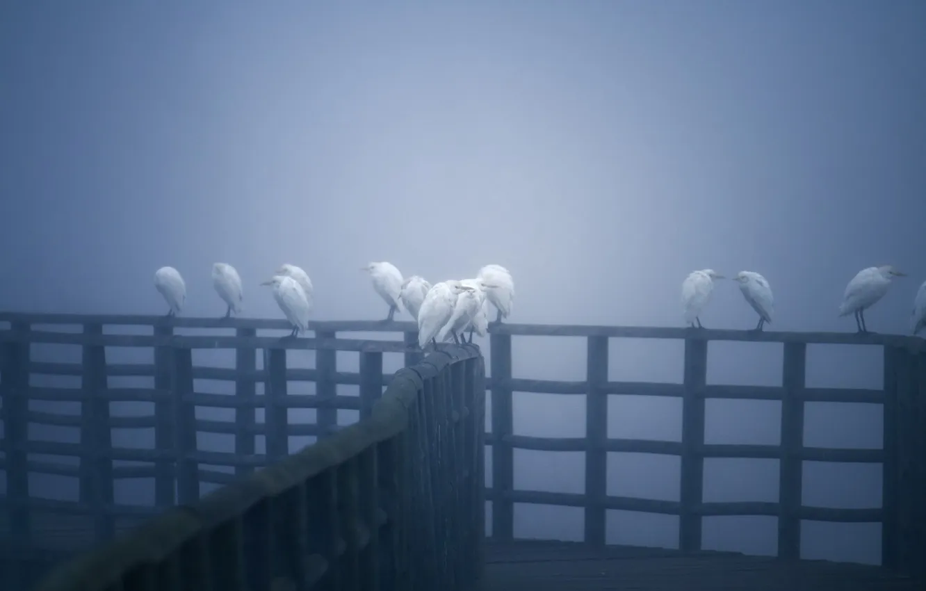 Фото обои птицы, мост, природа, туман