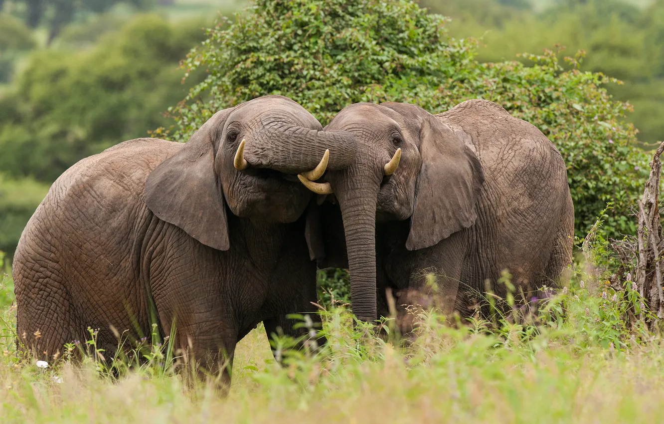 Фото обои парочка, Tanzania, африканский слон, Tarangire National Park