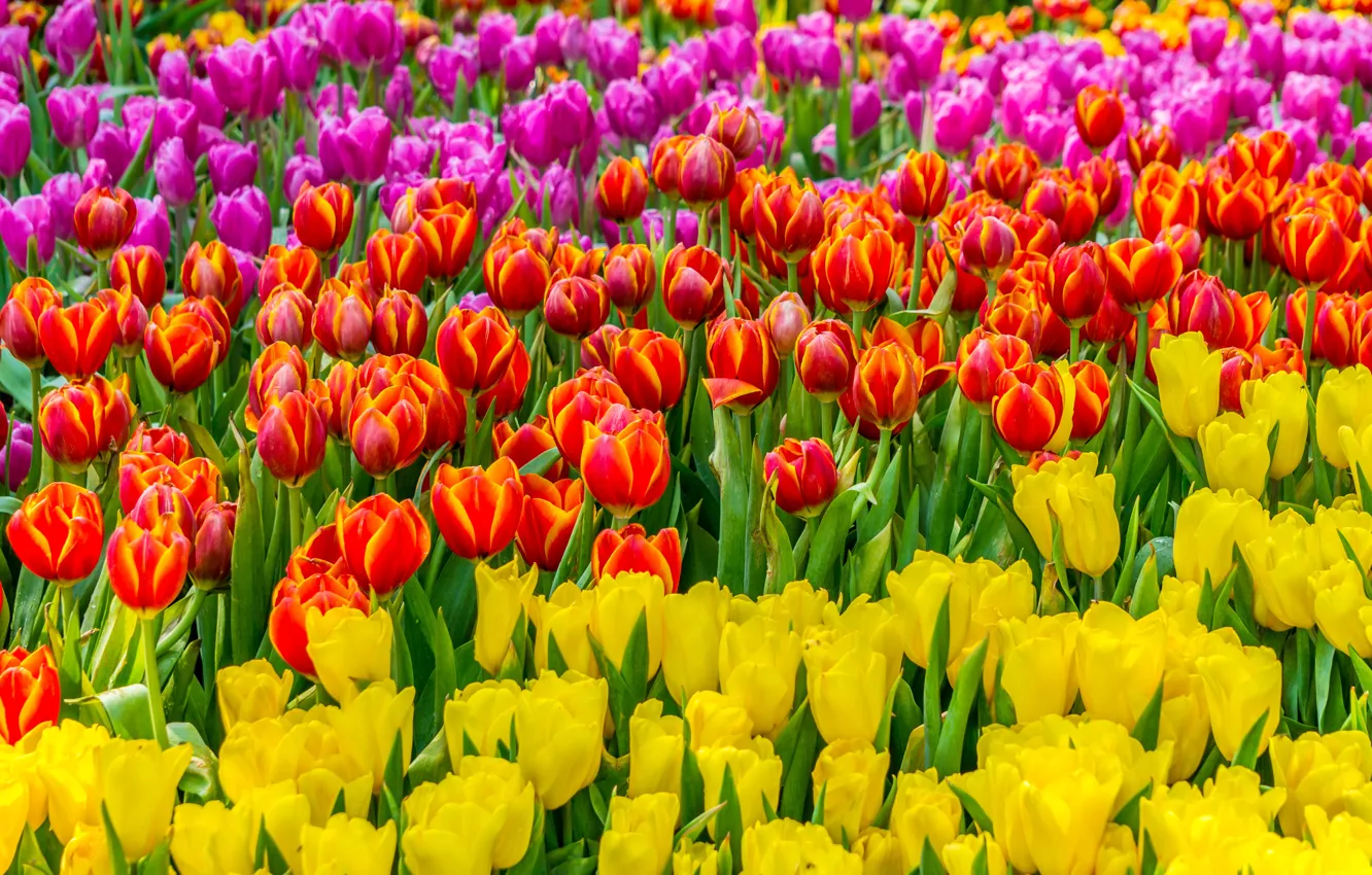 Фото обои поле, цветы, желтые, colorful, тюльпаны, красные, розовые, field