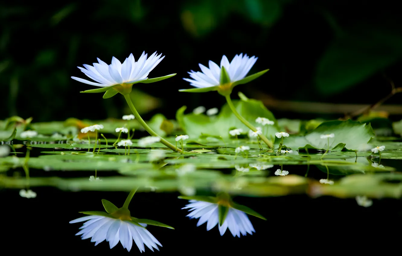 Фото обои цветы, озеро, фон, чёрный, цвет, кувшинки