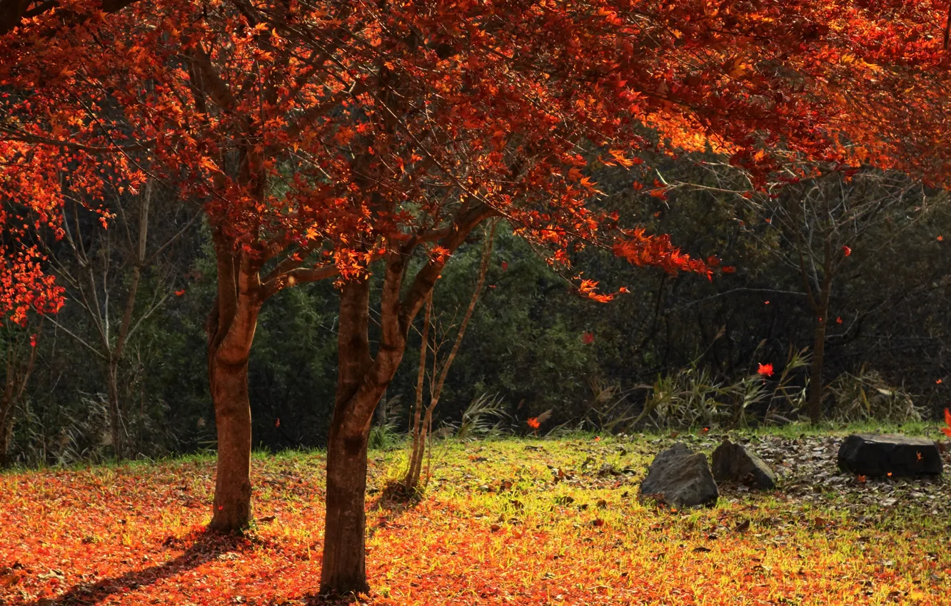 Фото обои осень, трава, деревья, камни