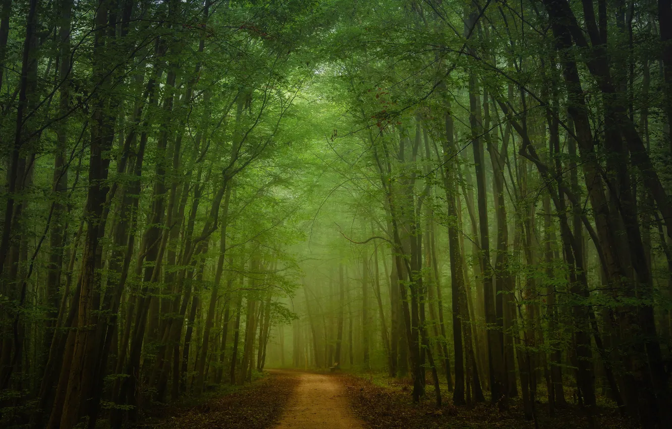 Фото обои дорога, листья, деревья, скамейка, туман, путь, ветка