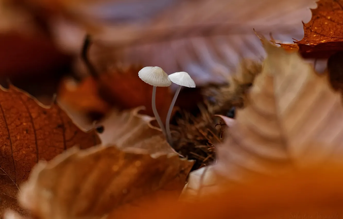 Фото обои осень, листья, грибы
