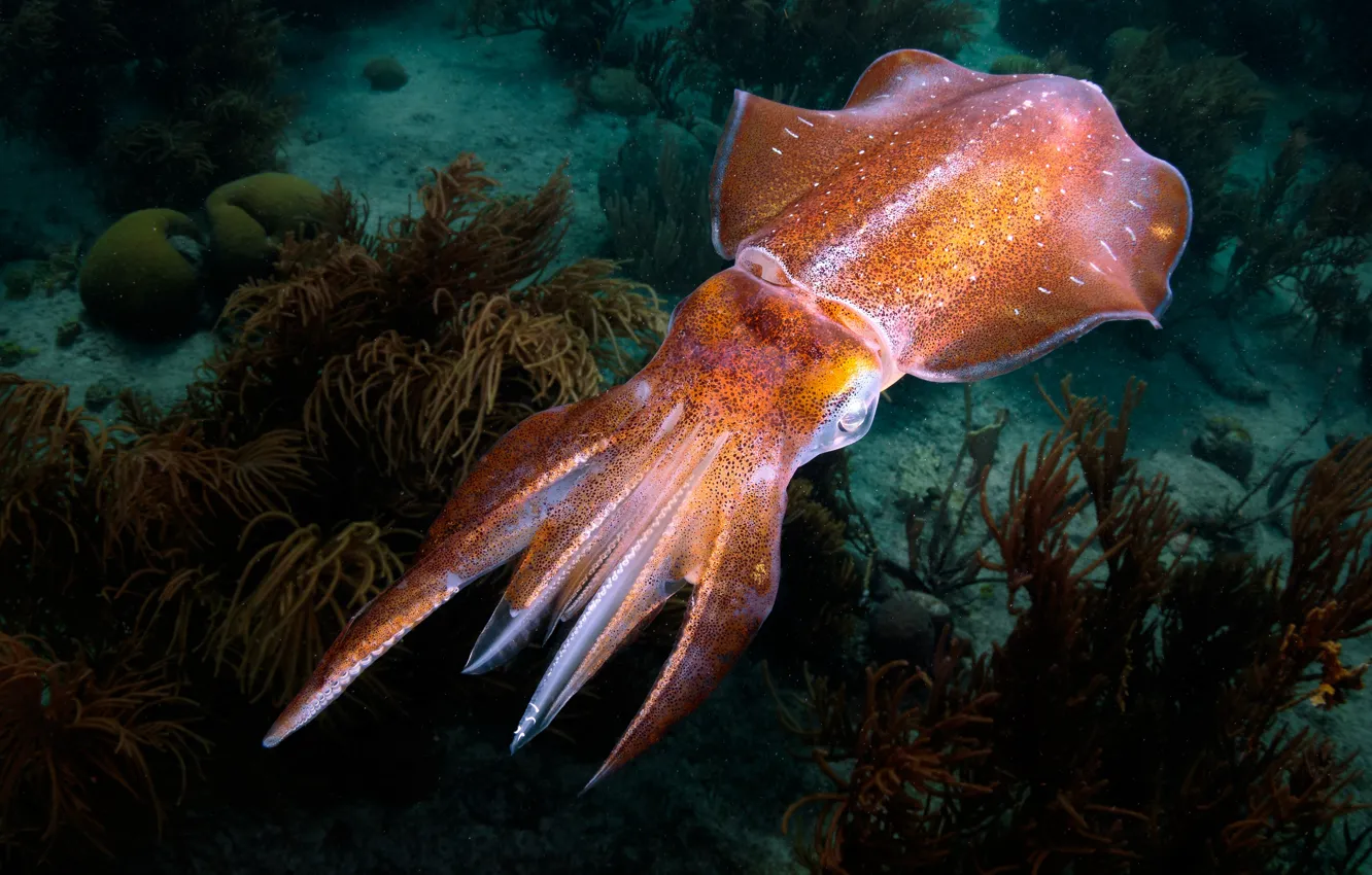 Фото обои море, водоросли, подводный мир, морское дно, кальмар, каракатица