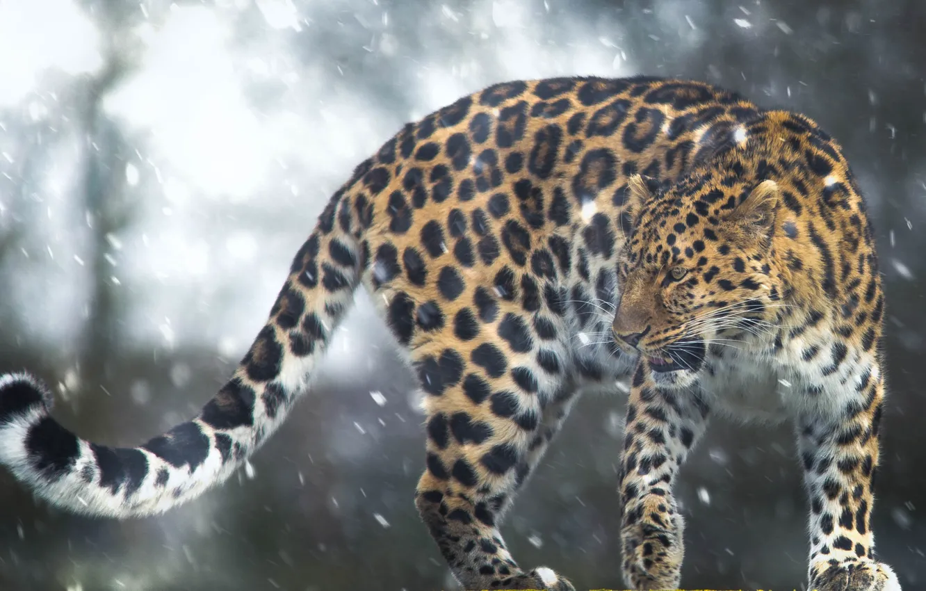 Фото обои снег, леопард, хвост, дикая кошка