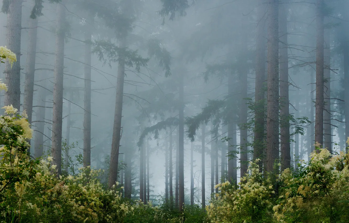 Фото обои лес, деревья, цветы, туман, кустарники