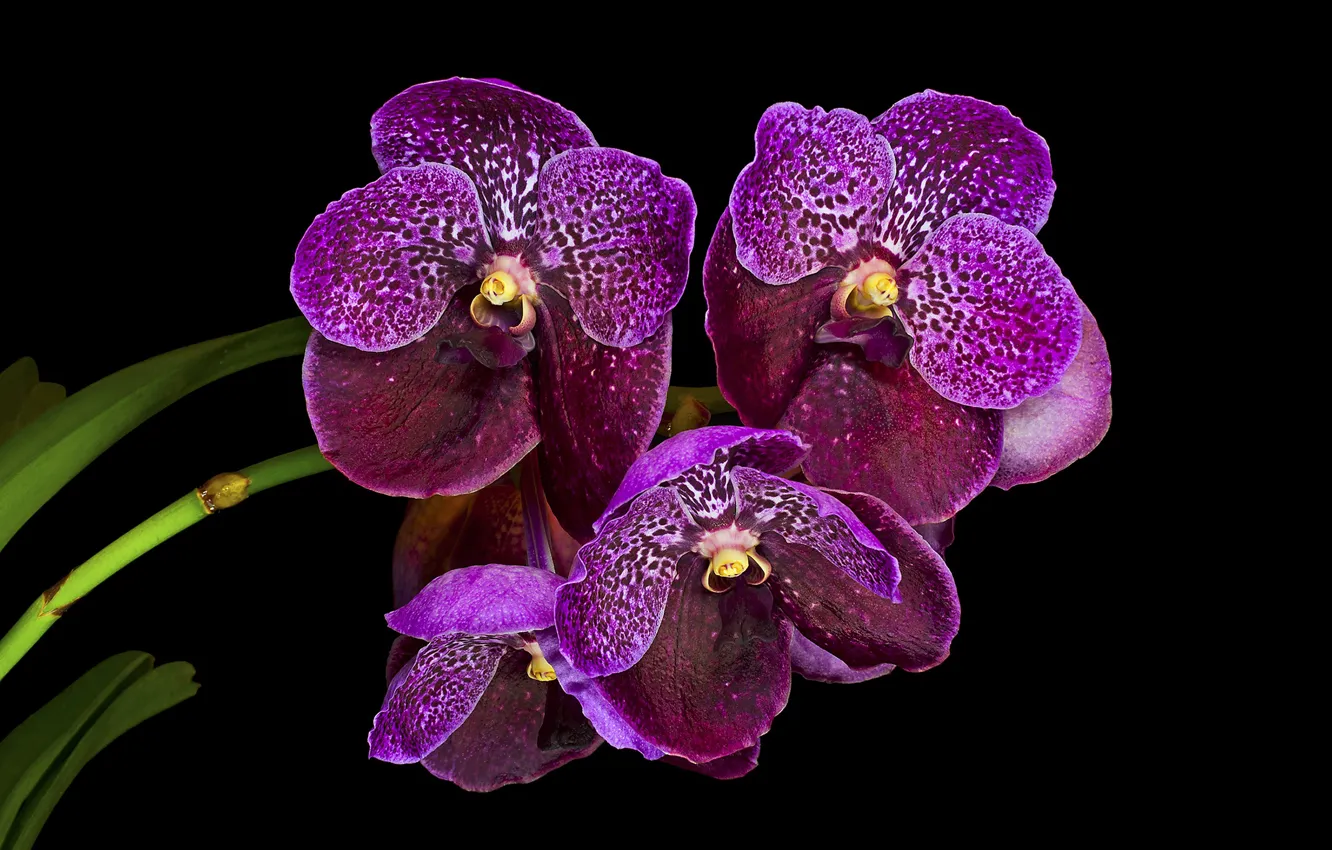 Фото обои фон, фиолетовые, орхидеи