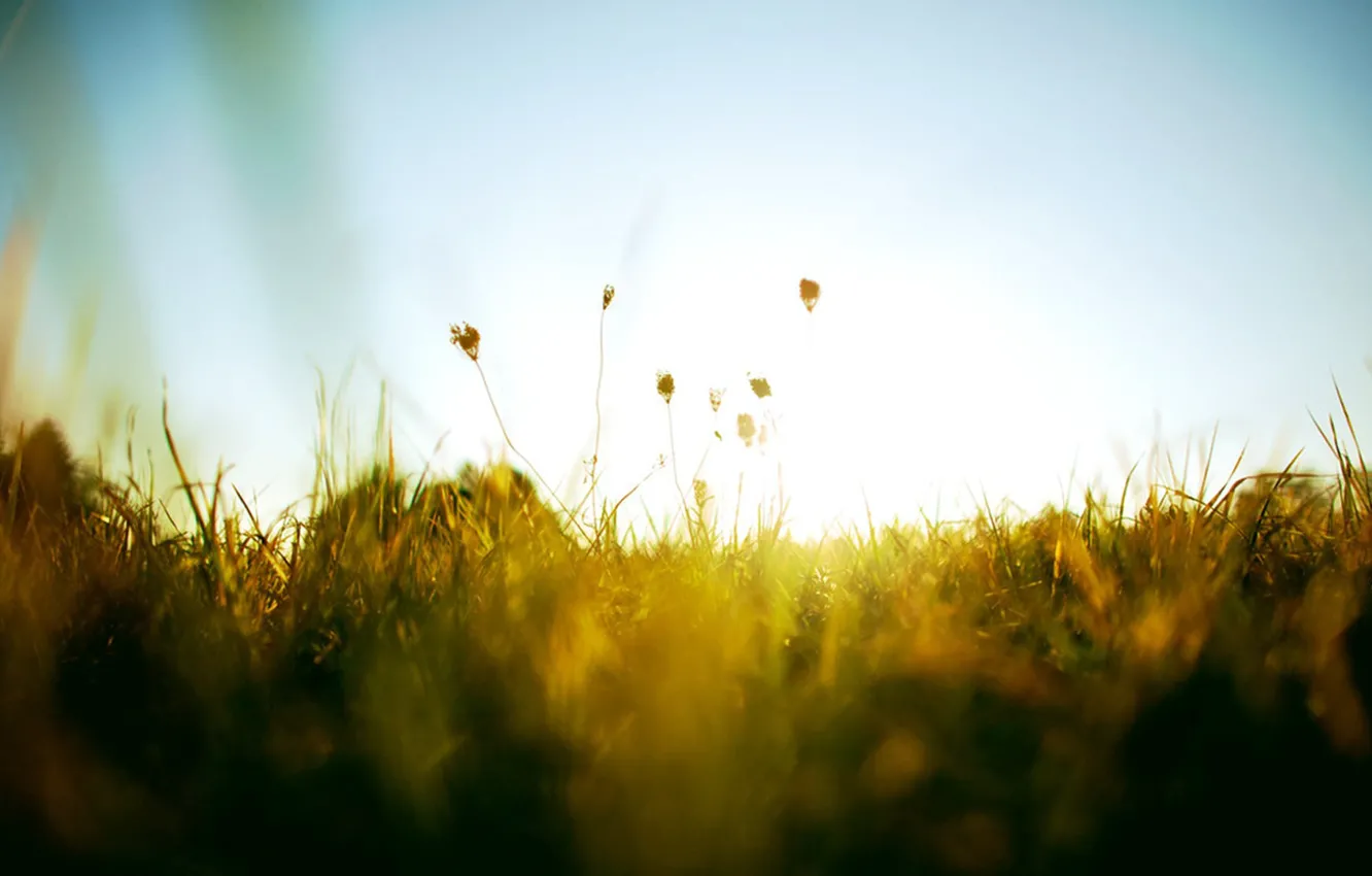 Фото обои небо, трава, солнце