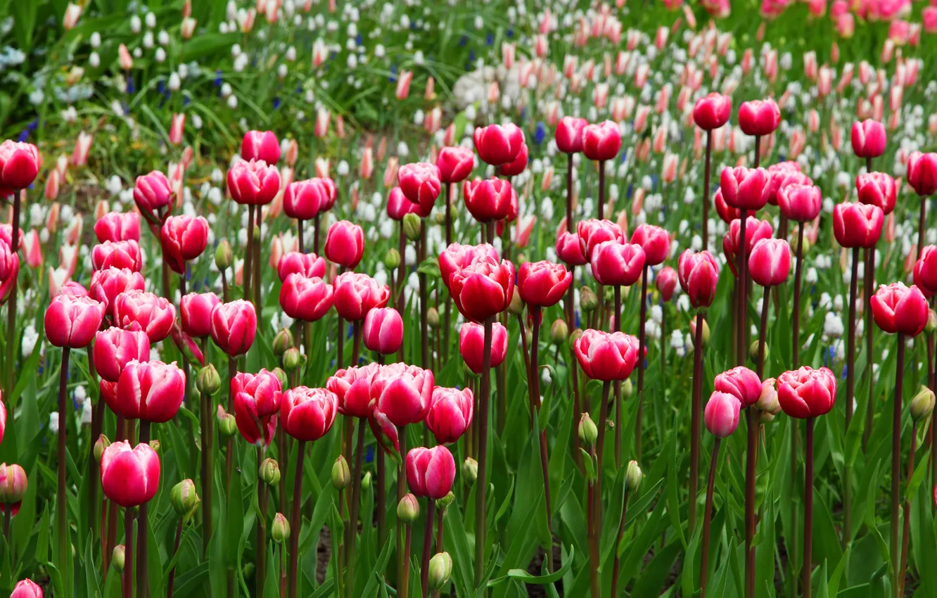 Фото обои зелень, цветы, поляна, весна, сад, тюльпаны, красные, бутоны