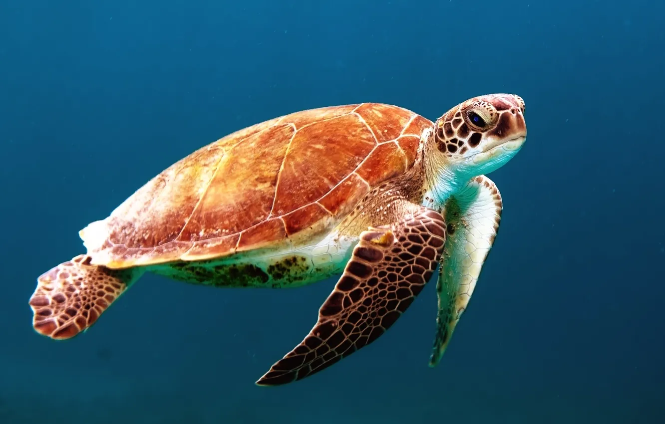 Фото обои море, черепаха, голова, морская, панцирь, ласты
