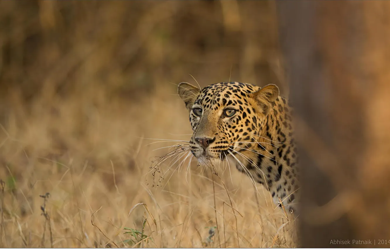Фото обои природа, хищник, леопард, сафари