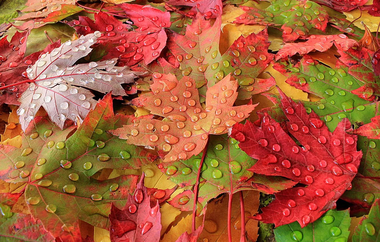 Фото обои осень, листья, макро, роса, краски